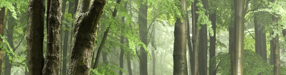 Bild Sommerregen Wald